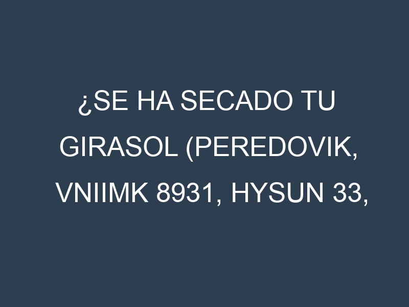 ¿Se ha secado tu Girasol (Peredovik, VNIIMK 8931, Hysun 33, Rumbosol 2, Sunbred 281)? Pasos para Detectar, Corregir y Prevenir.