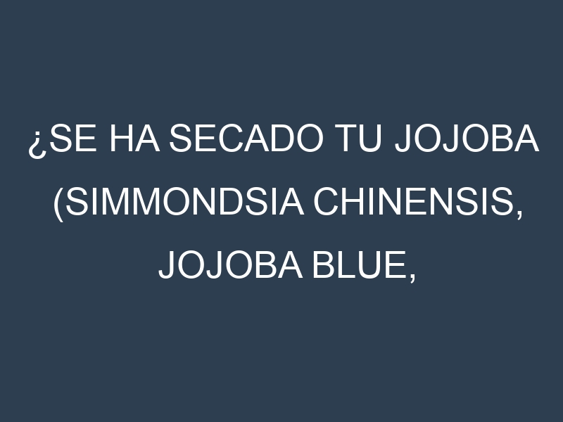 ¿Se ha secado tu Jojoba (Simmondsia chinensis, Jojoba Blue, Jojoba Red, Jojoba Gold, Jojoba Green)? Pasos para Detectar, Corregir y Prevenir.