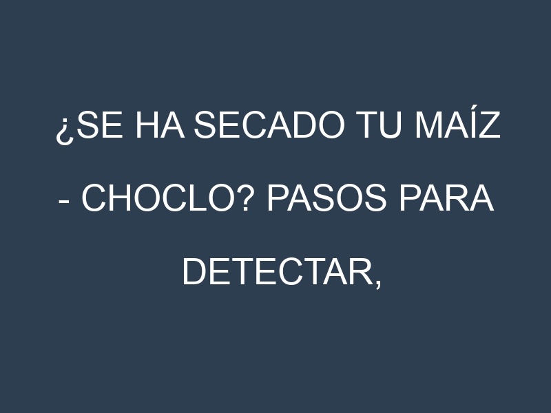 ¿Se ha secado tu Maíz – Choclo? Pasos para Detectar, Corregir y Prevenir.