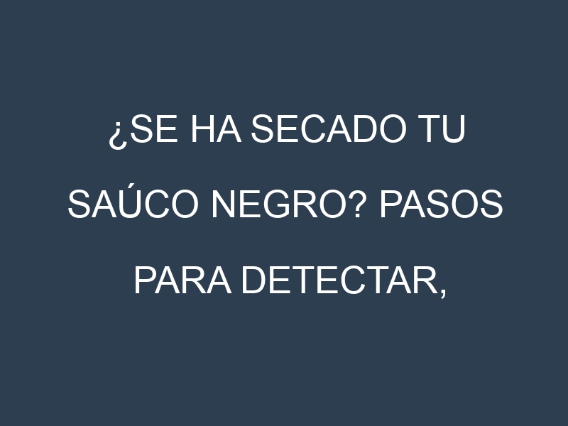 ¿Se ha secado tu Saúco negro? Pasos para Detectar, Corregir y Prevenir.