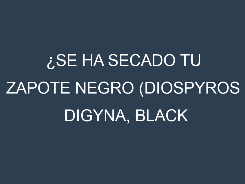 ¿Se ha secado tu Zapote negro (Diospyros digyna, black sapote)? Pasos para Detectar, Corregir y Prevenir.