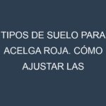 Tipos de suelo para Acelga roja. Cómo ajustar las condiciones del suelo.