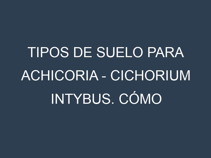 Tipos de suelo para Achicoria – Cichorium intybus. Cómo ajustar las condiciones del suelo.