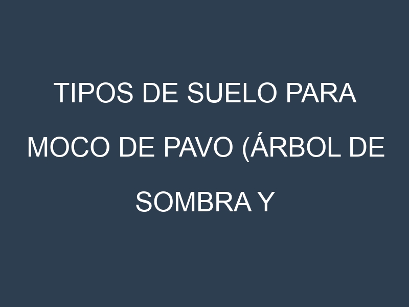 Tipos de suelo para Moco de pavo (árbol de sombra y forraje). Cómo ajustar las condiciones del suelo.