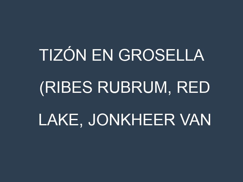 Tizón en Grosella (Ribes rubrum, Red Lake, Jonkheer van Tets, Rovada): Causas, Síntomas y Estrategias de Control en Cultivos