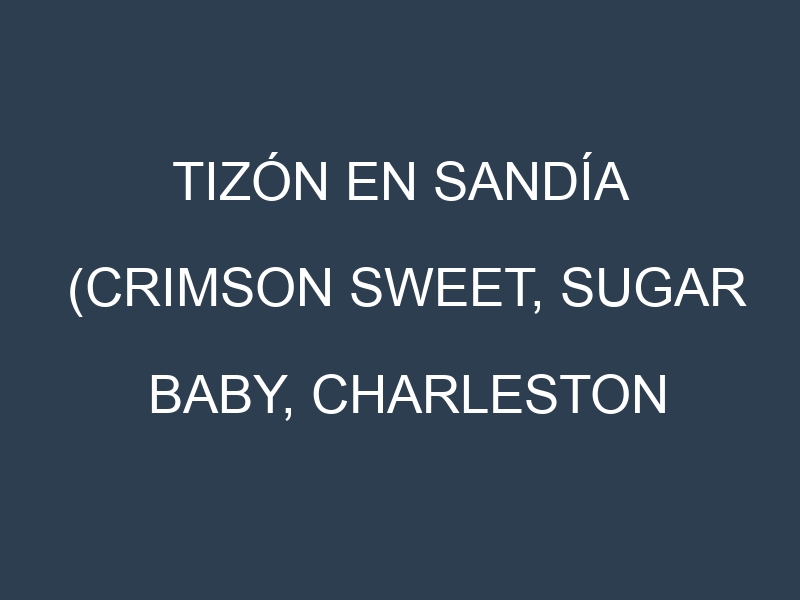 Tizón en Sandía (Crimson Sweet, Sugar Baby, Charleston Gray, Reina Negra): Causas, Síntomas y Estrategias de Control en Cultivos
