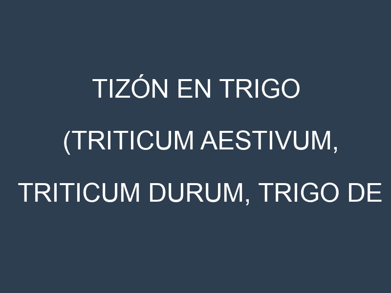 Tizón en Trigo (Triticum aestivum, Triticum durum, Trigo de primavera, Trigo de invierno): Causas, Síntomas y Estrategias de Control en Cultivos