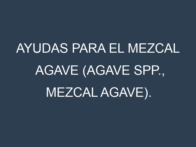 Ayudas para el Mezcal agave (Agave spp., mezcal agave). Ayudas para el cultivo. Subvenciones.