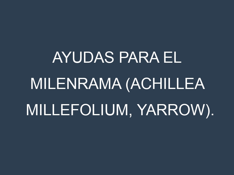 Ayudas para el Milenrama (Achillea millefolium, yarrow). Ayudas para el cultivo. Subvenciones.