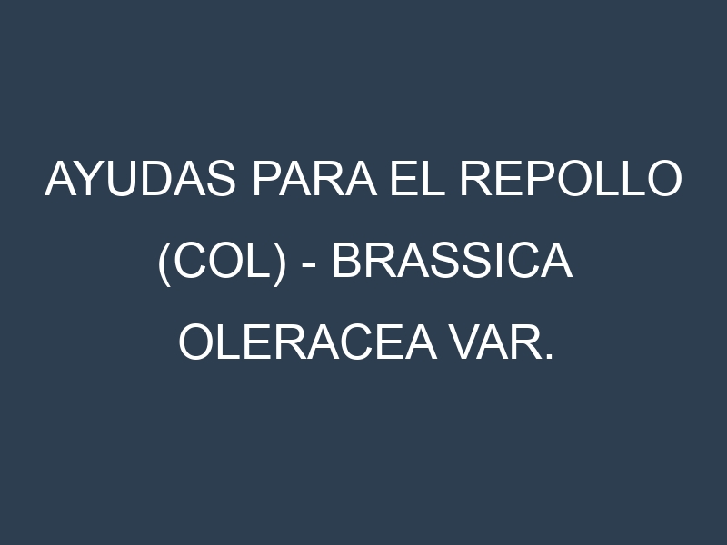 Ayudas para el Repollo (col) – Brassica oleracea var. capitata. Ayudas para el cultivo. Subvenciones.
