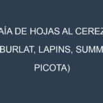 Caía de hojas al Cereza (Burlat, Lapins, Summit, Picota)