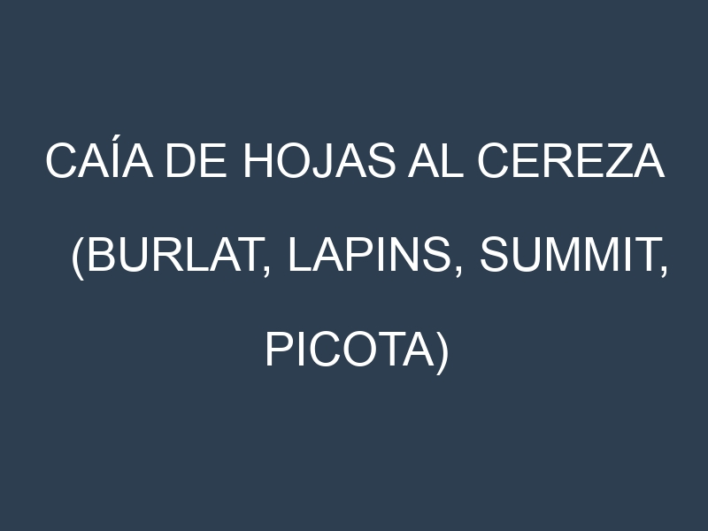 Caía de hojas al Cereza (Burlat, Lapins, Summit, Picota)