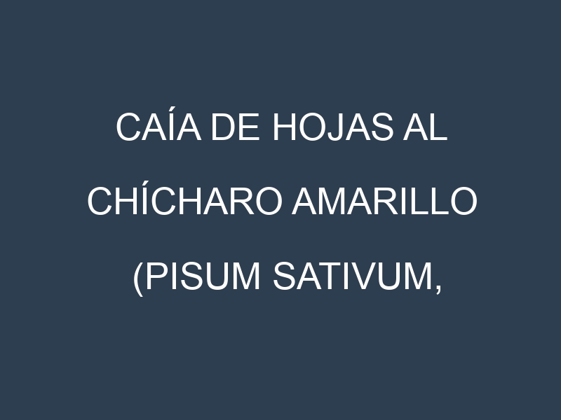 Caía de hojas al Chícharo amarillo (Pisum sativum, Guisante amarillo, Chícharo común)