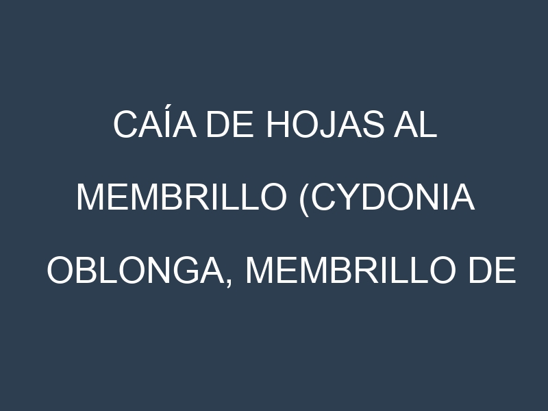 Caía de hojas al Membrillo (Cydonia oblonga, Membrillo de Smyrna, Membrillo común)