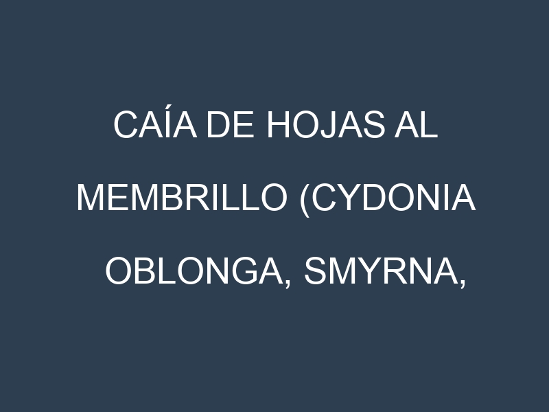 Caía de hojas al Membrillo (Cydonia oblonga, Smyrna, Champion, Pineapple)