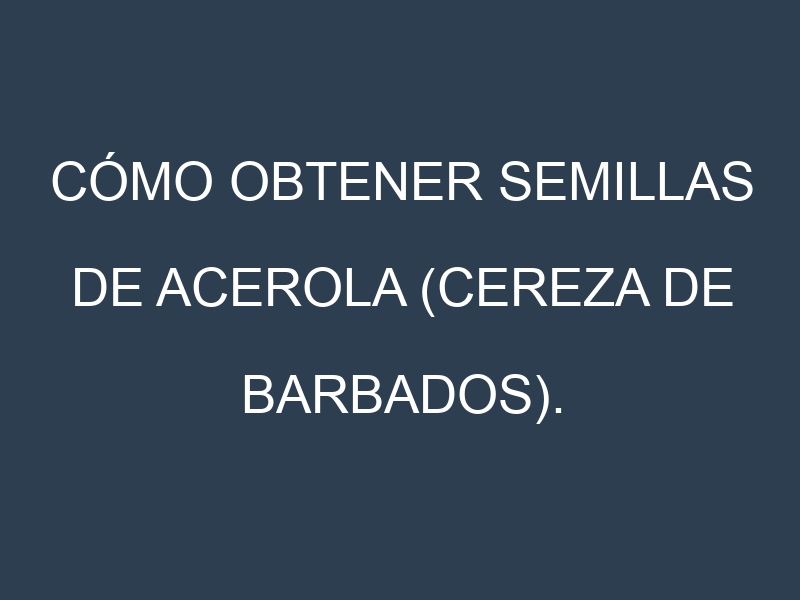 Cómo obtener semillas de Acerola (cereza de Barbados). Guía paso a paso. Técnicas sencillas. Conservación.