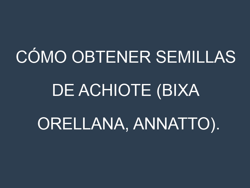 Cómo obtener semillas de Achiote (Bixa orellana, annatto). Guía paso a paso. Técnicas sencillas. Conservación.