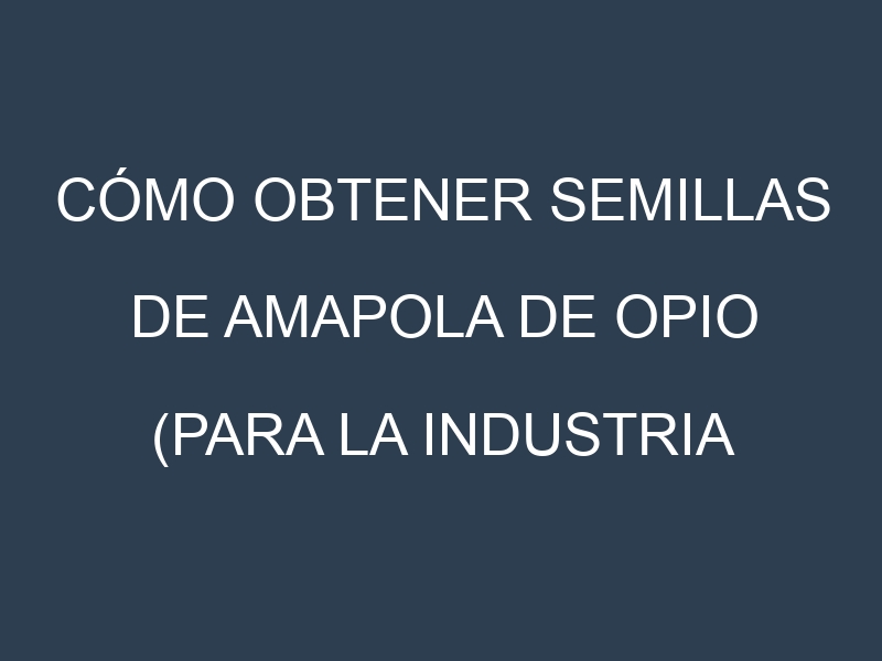 Cómo obtener semillas de Amapola de opio (para la industria farmacéutica). Guía paso a paso. Técnicas sencillas. Conservación.