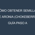 Cómo obtener semillas de Aronia (chokeberry). Guía paso a paso. Técnicas sencillas. Conservación.
