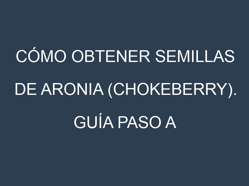 Cómo obtener semillas de Aronia (chokeberry). Guía paso a paso. Técnicas sencillas. Conservación.