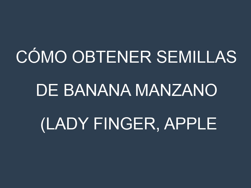 Cómo obtener semillas de Banana Manzano (Lady Finger, Apple Banana, Pisang Mas, Brazilian Banana, Señorita). Guía paso a paso. Técnicas sencillas. Conservación.