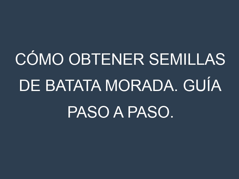 Cómo obtener semillas de Batata morada. Guía paso a paso. Técnicas sencillas. Conservación.