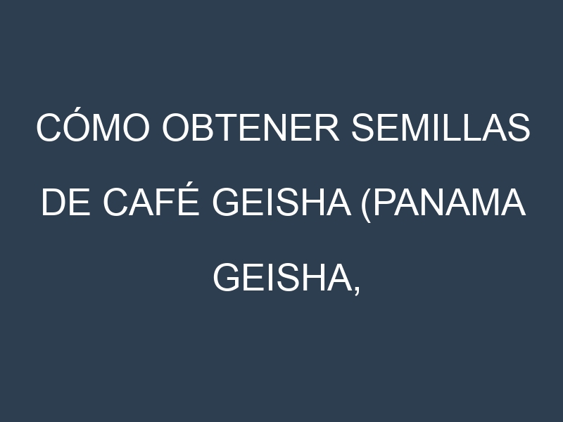 Cómo obtener semillas de Café geisha (Panama Geisha, Ethiopian Geisha, La Esmeralda Geisha, Gesha Village, Hacienda La Esmeralda). Guía paso a paso. Técnicas sencillas. Conservación.