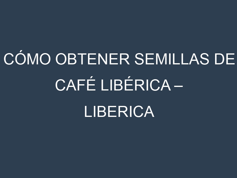 Cómo obtener semillas de Café libérica – Liberica coffee. Guía paso a paso. Técnicas sencillas. Conservación.