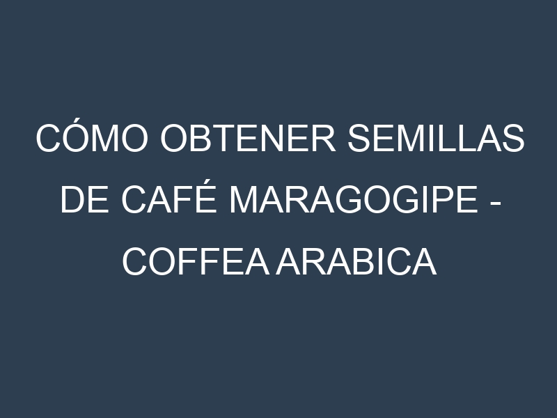 Cómo obtener semillas de Café Maragogipe – Coffea arabica var. maragogipe. Guía paso a paso. Técnicas sencillas. Conservación.