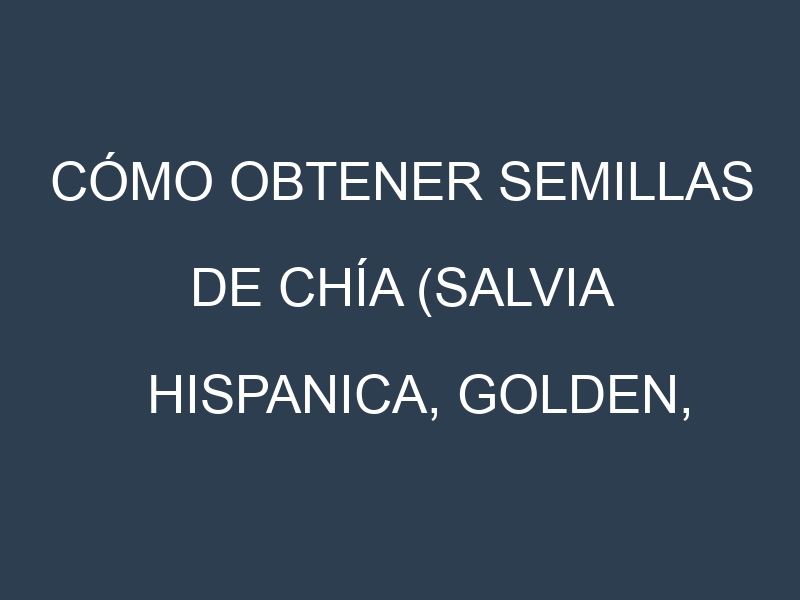 Cómo obtener semillas de Chía (Salvia hispanica, Golden, Black, White, Red). Guía paso a paso. Técnicas sencillas. Conservación.