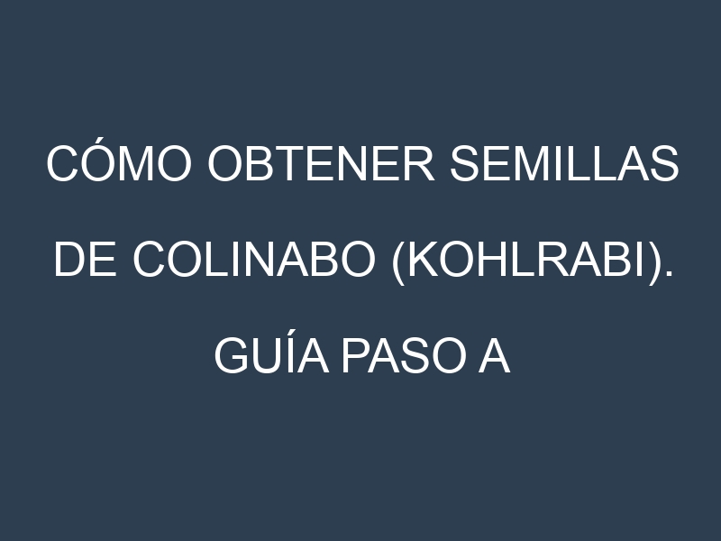Cómo obtener semillas de Colinabo (kohlrabi). Guía paso a paso. Técnicas sencillas. Conservación.