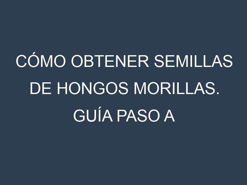 Cómo obtener semillas de Hongos morillas. Guía paso a paso. Técnicas sencillas. Conservación.