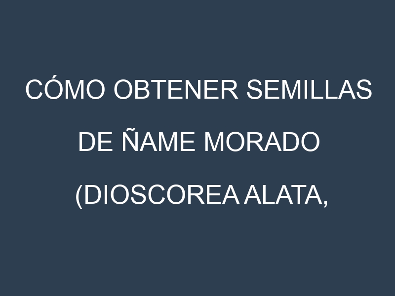 Cómo obtener semillas de Ñame morado (Dioscorea alata, purple yam). Guía paso a paso. Técnicas sencillas. Conservación.