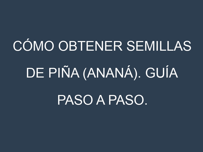 Cómo obtener semillas de Piña (ananá). Guía paso a paso. Técnicas sencillas. Conservación.
