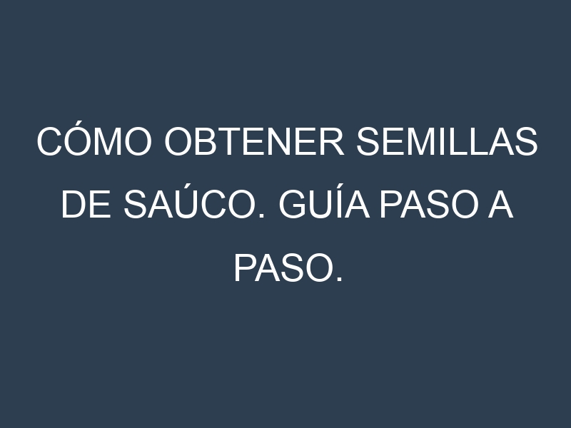 Cómo obtener semillas de Saúco. Guía paso a paso. Técnicas sencillas. Conservación.