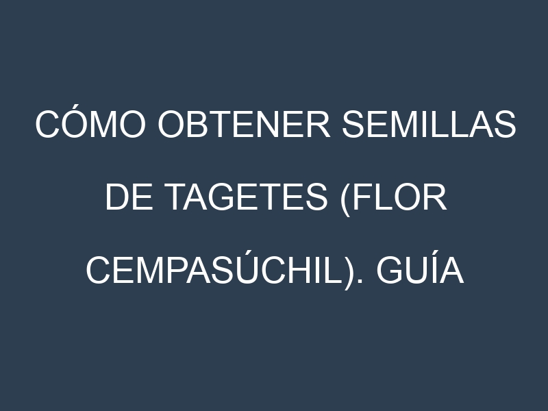 Cómo obtener semillas de Tagetes (flor cempasúchil). Guía paso a paso. Técnicas sencillas. Conservación.