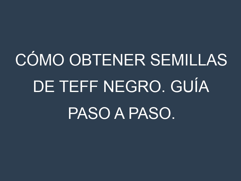 Cómo obtener semillas de Teff negro. Guía paso a paso. Técnicas sencillas. Conservación.