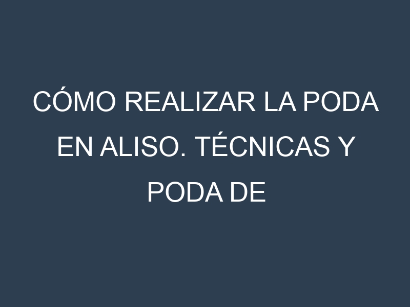 Cómo Realizar la Poda en Aliso. Técnicas y Poda de formación.
