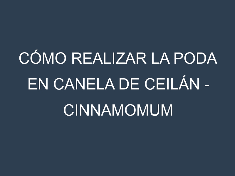 Cómo Realizar la Poda en Canela de Ceilán – Cinnamomum verum. Técnicas y Poda de formación.