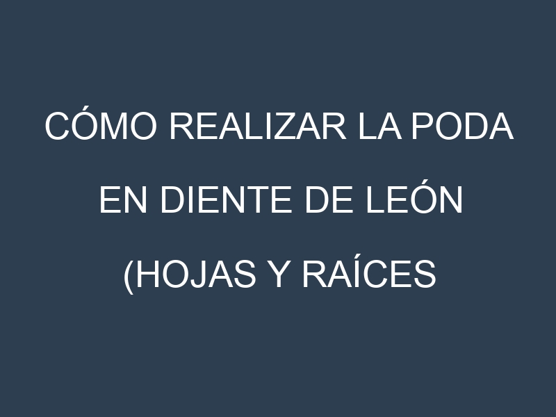 Cómo Realizar la Poda en Diente de león (hojas y raíces comestibles). Técnicas y Poda de formación.
