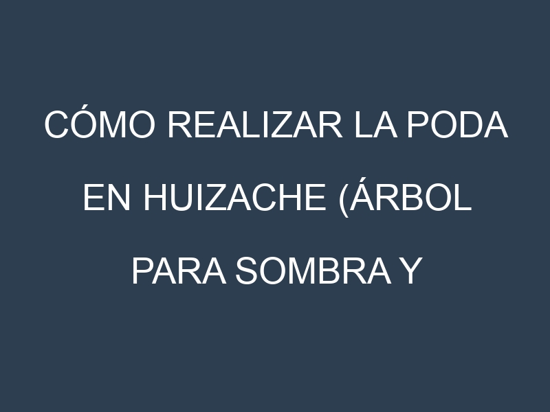 Cómo Realizar la Poda en Huizache (árbol para sombra y forraje). Técnicas y Poda de formación.