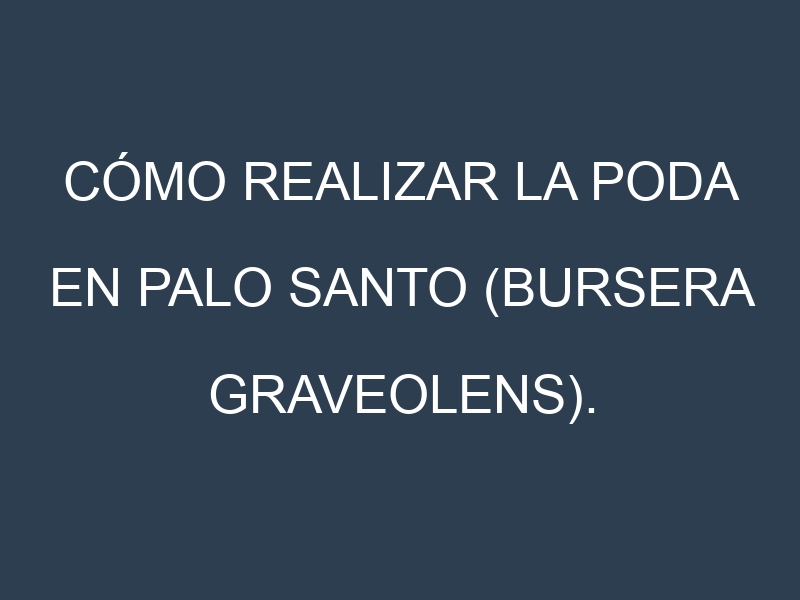 Cómo Realizar la Poda en Palo santo (Bursera graveolens). Técnicas y Poda de formación.