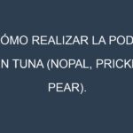Cómo Realizar la Poda en Tuna (Nopal, prickly pear). Técnicas y Poda de formación.