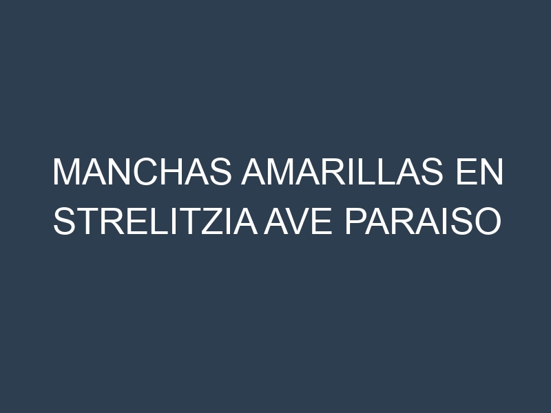 Manchas Amarillas en Strelitzia Ave Paraiso