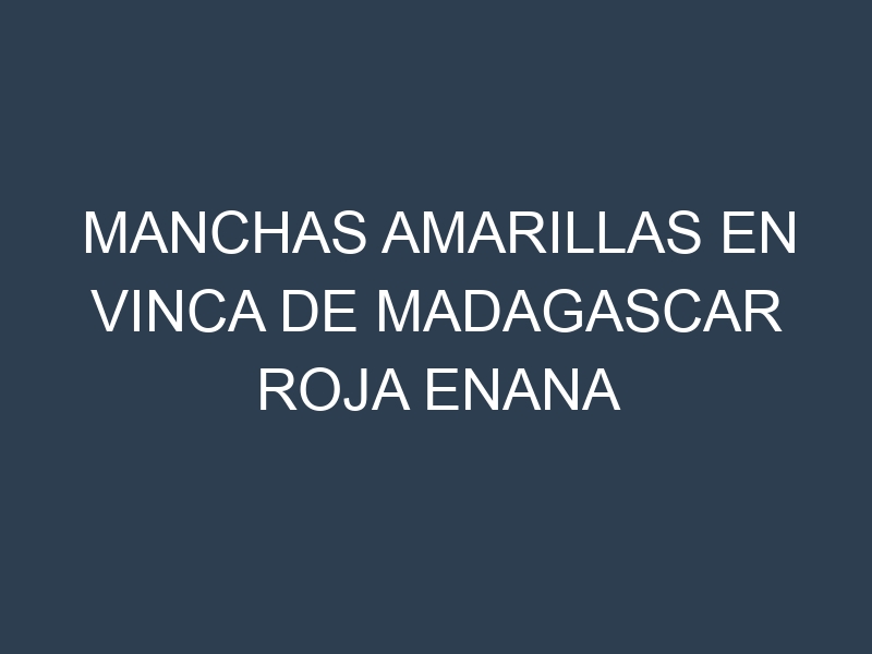 Manchas Amarillas en Vinca De Madagascar Roja Enana
