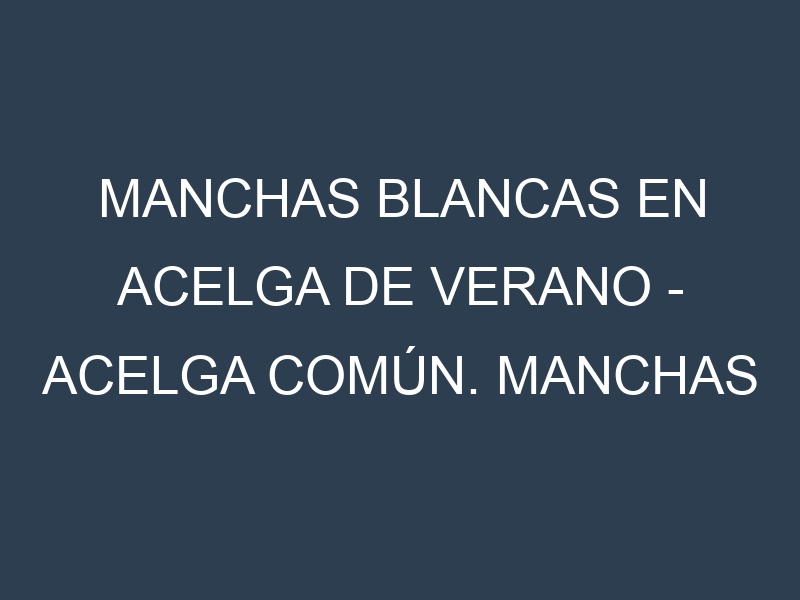 Manchas blancas en Acelga de verano – Acelga común. Manchas hojas blancas en Acelga de verano – Acelga común.