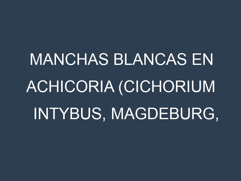 Manchas blancas en Achicoria (Cichorium intybus, Magdeburg, Radichetta, Catalogna). Manchas hojas blancas en Achicoria (Cichorium intybus, Magdeburg, Radichetta, Catalogna).