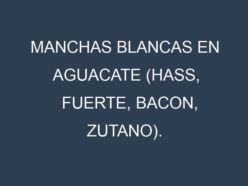 Manchas blancas en Aguacate (Hass, Fuerte, Bacon, Zutano). Manchas hojas blancas en Aguacate (Hass, Fuerte, Bacon, Zutano).