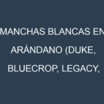 Manchas blancas en Arándano (Duke, Bluecrop, Legacy, Elliot). Manchas hojas blancas en Arándano (Duke, Bluecrop, Legacy, Elliot).