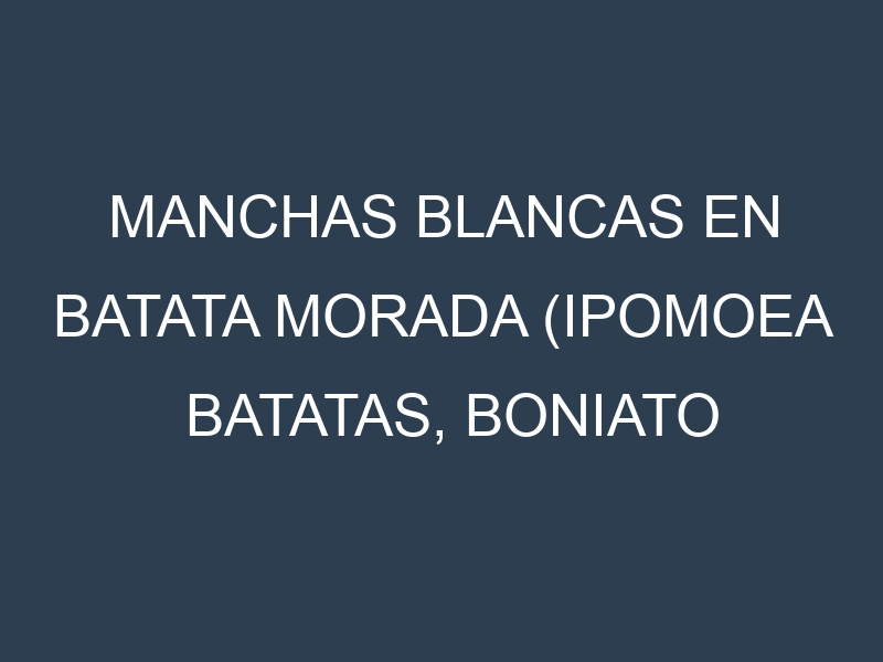Manchas blancas en Batata morada (Ipomoea batatas, Boniato morado, Camote morado). Manchas hojas blancas en Batata morada (Ipomoea batatas, Boniato morado, Camote morado).